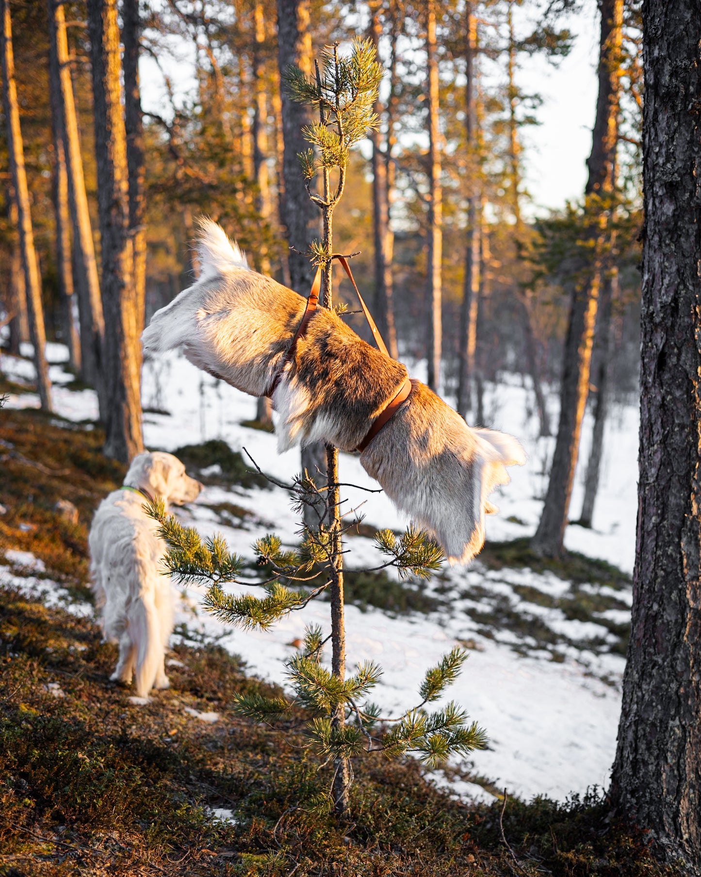 Bärrem för Renskinn