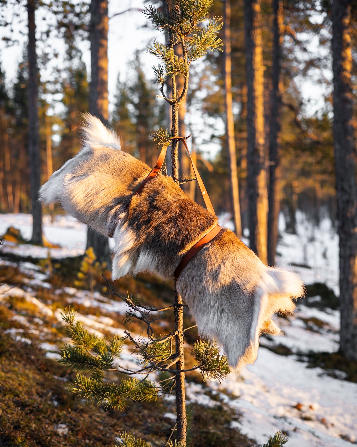 Bärrem för Renskinn