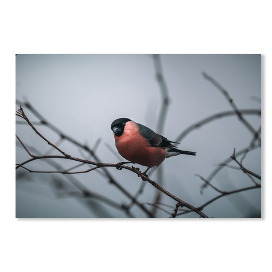 Poster Nyfiken Domherre