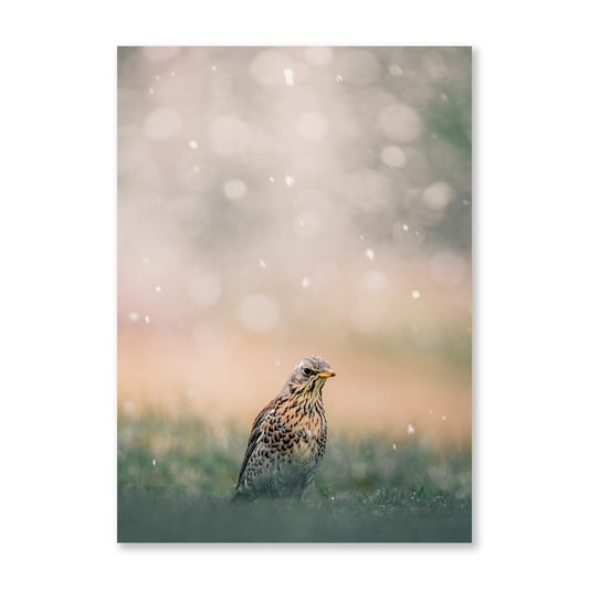 Poster Taltrast i snöfall