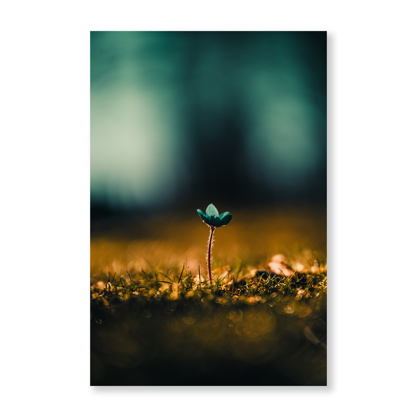 Poster Vårblomma