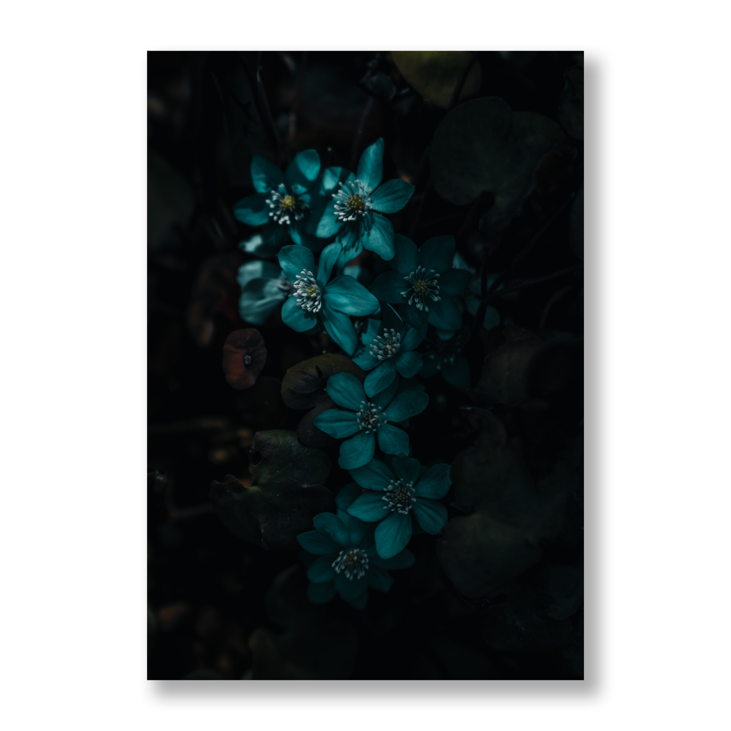 Poster Blå blommor