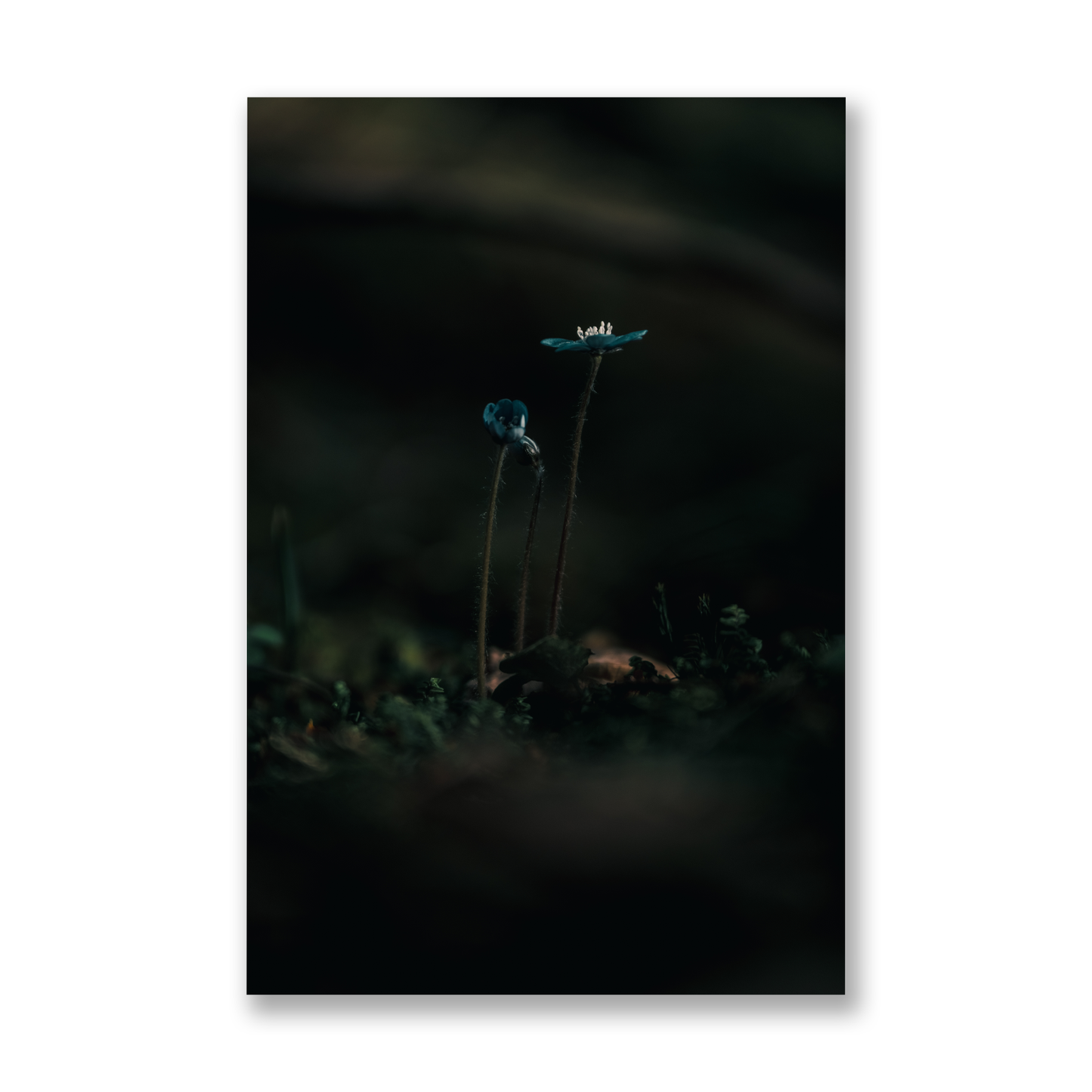 Poster Vårblommor