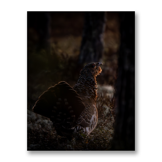 Poster Orrespel i gryningen