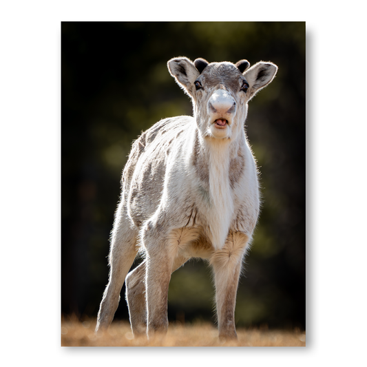 Poster nyfiken liten ren