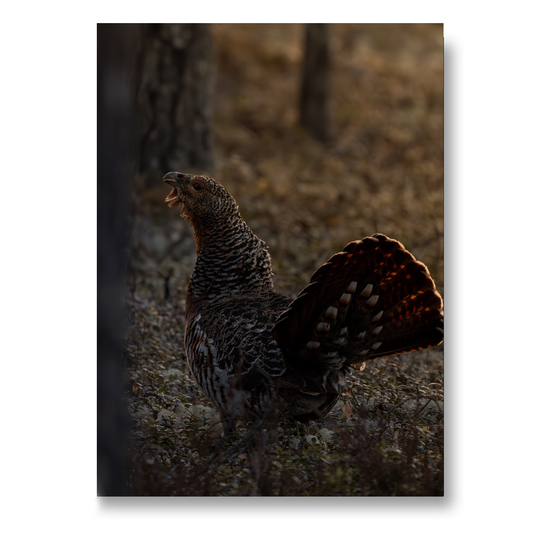 Poster gryningsdans lekande orre