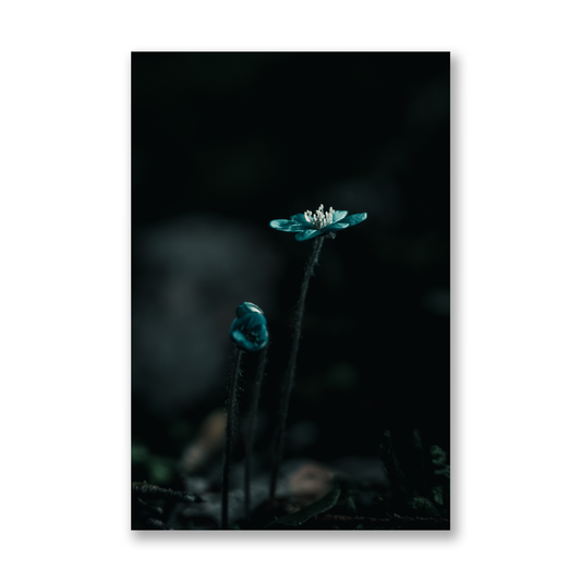 Poster Blommor
