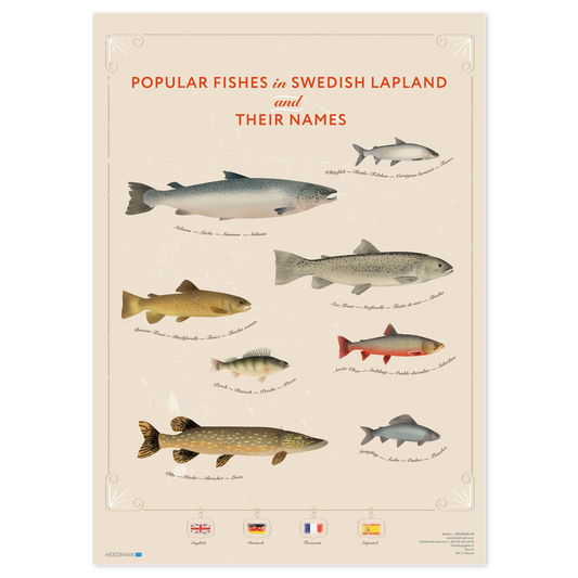 Poster Lapland’s most popular fishes English, Deutsch, French & Spanish
