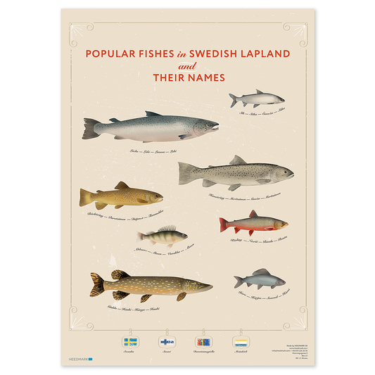 Poster Lapland’s most popular fishes - lokala språk
