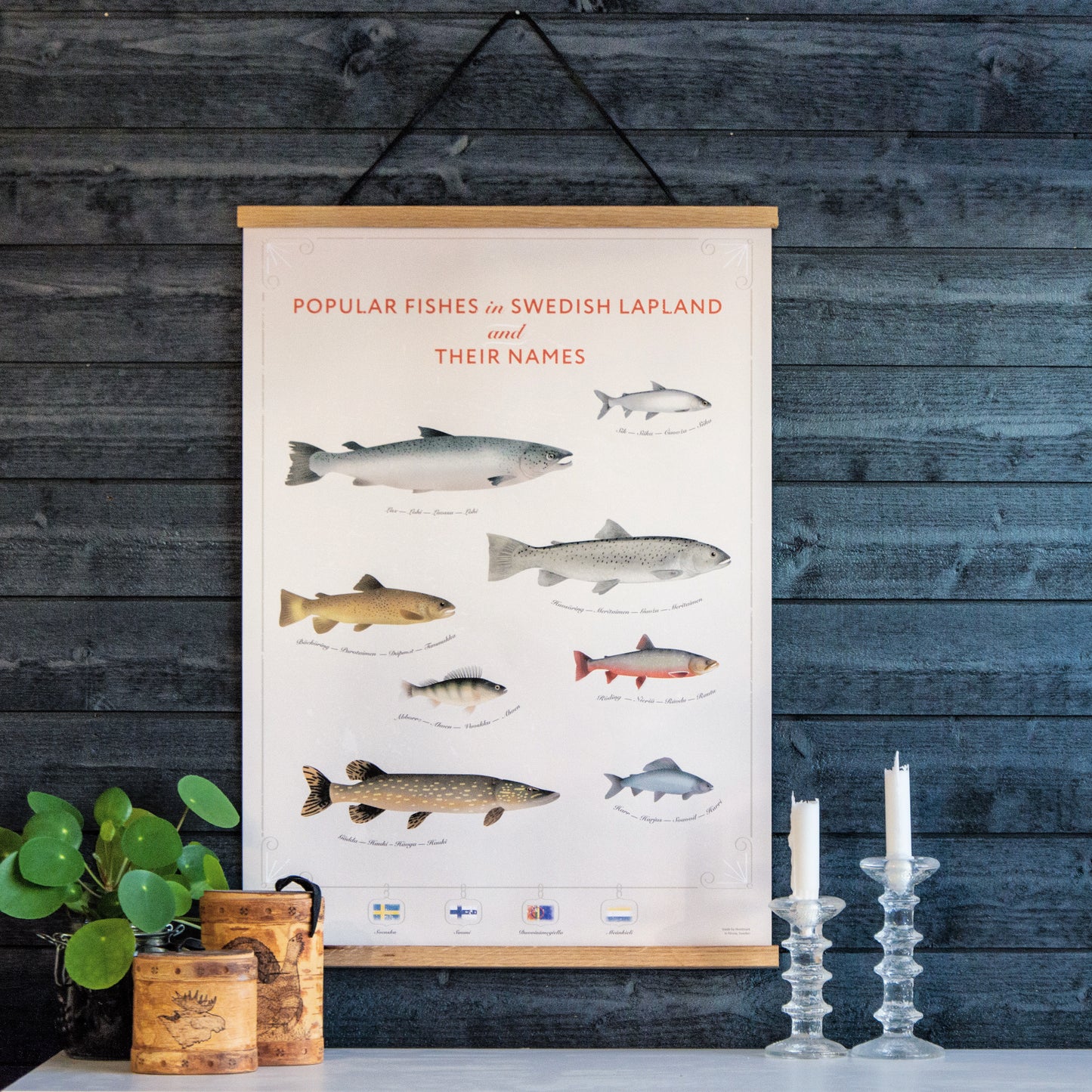 Poster Swedish Lapland's most popular fishes på svenska, meänkieli, samiska